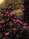 Day 14 : Namche Bazaar to Lukla.\r\nRhododendron blossoms along the low trail between Namche Bazaar and Lukla.